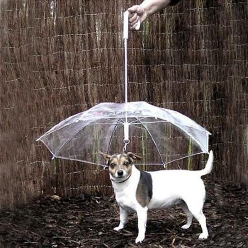 dog and umbrella